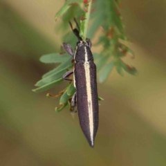 Rhinotia sp. (genus) at O'Connor, ACT - 23 Jan 2023