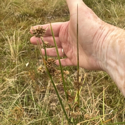 Juncus australis (Australian Rush) at Aranda Bushland - 29 Jan 2023 by lbradley