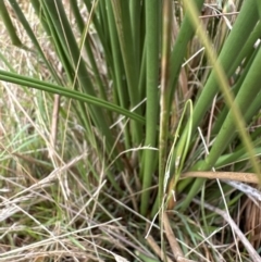 Juncus australis at Molonglo Valley, ACT - 29 Jan 2023