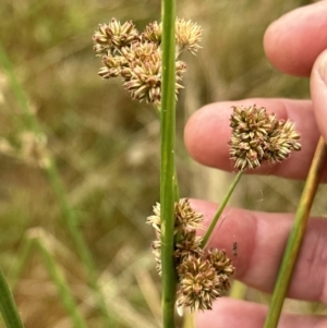 Juncus australis at Molonglo Valley, ACT - 29 Jan 2023