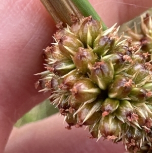 Juncus australis at Molonglo Valley, ACT - 29 Jan 2023