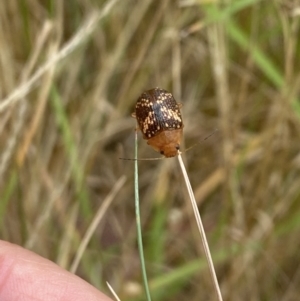 Paropsis aspera at Aranda, ACT - 27 Jan 2023 01:25 PM