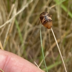 Paropsis aspera at Aranda, ACT - 27 Jan 2023 01:25 PM