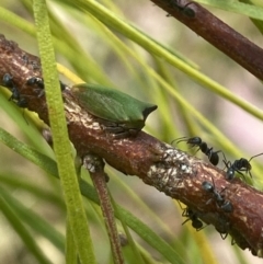 Sextius virescens (Acacia horned treehopper) at Aranda, ACT - 27 Jan 2023 by Jubeyjubes