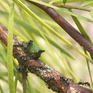 Sextius virescens at Aranda, ACT - 27 Jan 2023