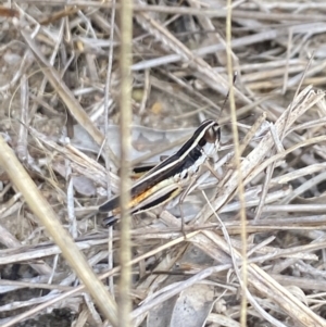 Macrotona australis at Aranda, ACT - 27 Jan 2023 01:40 PM