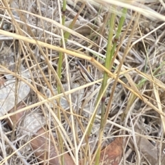 Macrotona australis at Aranda, ACT - 27 Jan 2023