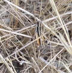 Macrotona australis at Aranda, ACT - 27 Jan 2023 01:40 PM