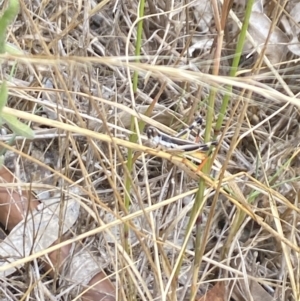 Macrotona australis at Aranda, ACT - 27 Jan 2023 01:40 PM