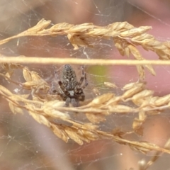 Badumna longinqua (Grey House Spider) at Aranda, ACT - 27 Jan 2023 by Jubeyjubes