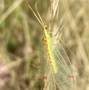 Norfolius howensis at Aranda, ACT - 27 Jan 2023