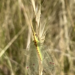 Norfolius howensis at Aranda, ACT - 27 Jan 2023