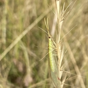 Norfolius howensis at Aranda, ACT - 27 Jan 2023 05:32 PM