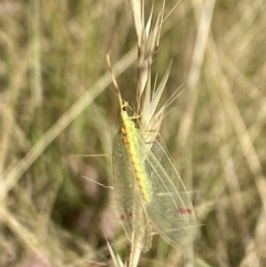 Norfolius howensis at Aranda, ACT - 27 Jan 2023 05:32 PM