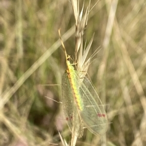 Norfolius howensis at Aranda, ACT - 27 Jan 2023