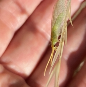 Norfolius howensis at Aranda, ACT - 27 Jan 2023 05:32 PM