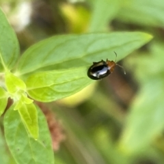 Nisotra sp. (genus) (Flea beetle) at Aranda, ACT - 27 Jan 2023 by Jubeyjubes