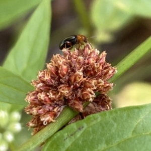 Nisotra sp. (genus) at Aranda, ACT - 27 Jan 2023