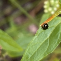 Nisotra sp. (genus) at Aranda, ACT - 27 Jan 2023