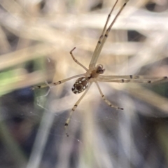 Leucauge dromedaria (Silver dromedary spider) at Aranda, ACT - 27 Jan 2023 by Jubeyjubes