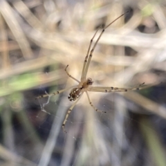 Leucauge dromedaria at Aranda, ACT - 27 Jan 2023 05:41 PM