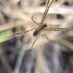 Leucauge dromedaria at Aranda, ACT - 27 Jan 2023 05:41 PM