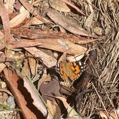 Vanessa kershawi (Australian Painted Lady) at Aranda, ACT - 28 Jan 2023 by Jubeyjubes