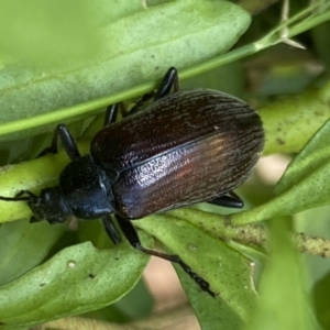 Homotrysis cisteloides at Aranda, ACT - 7 Jan 2023 02:44 PM