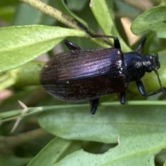 Homotrysis cisteloides at Aranda, ACT - 7 Jan 2023 02:44 PM