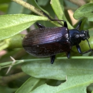 Homotrysis cisteloides at Aranda, ACT - 7 Jan 2023 02:44 PM