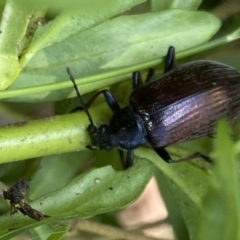 Homotrysis cisteloides at Aranda, ACT - 7 Jan 2023 02:44 PM