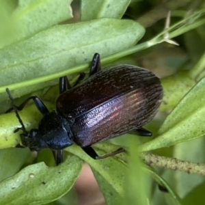 Homotrysis cisteloides at Aranda, ACT - 7 Jan 2023 02:44 PM