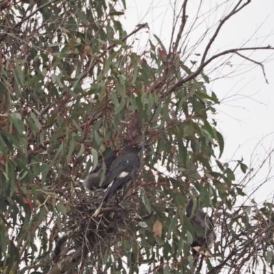 Strepera graculina (Pied Currawong) at Strathnairn, ACT - 28 Jan 2023 by wombey