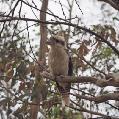 Dacelo novaeguineae (Laughing Kookaburra) at Coree, ACT - 28 Jan 2023 by wombey