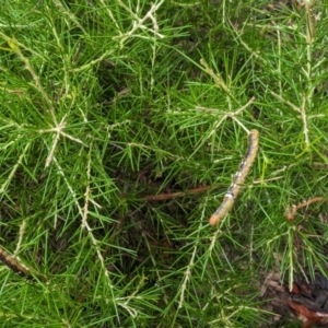 Oenochroma vinaria at Thurgoona, NSW - 29 Jan 2023 11:11 AM