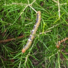 Oenochroma vinaria at Thurgoona, NSW - 29 Jan 2023 11:11 AM