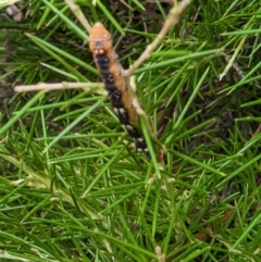 Oenochroma vinaria at Thurgoona, NSW - 29 Jan 2023 11:11 AM