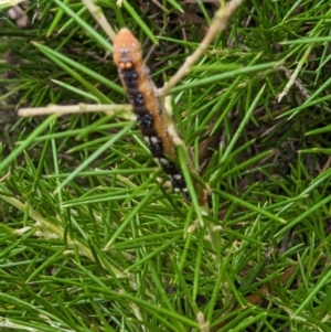 Oenochroma vinaria at Thurgoona, NSW - 29 Jan 2023 11:11 AM