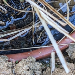 Limnodynastes tasmaniensis at Albury - 27 Jan 2023