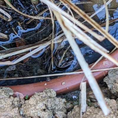 Limnodynastes tasmaniensis (Spotted Grass Frog) at Albury - 27 Jan 2023 by ChrisAllen