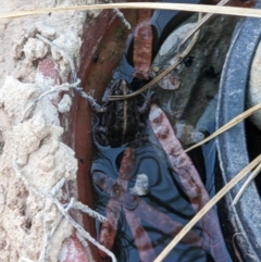 Limnodynastes tasmaniensis at Albury - 27 Jan 2023