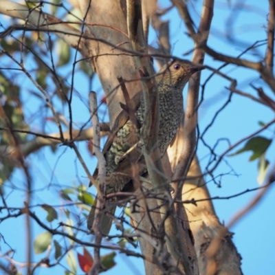 Ptilonorhynchus violaceus (Satin Bowerbird) at Coree, ACT - 28 Jan 2023 by wombey