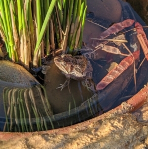 Limnodynastes tasmaniensis at Albury - 26 Jan 2023 06:35 PM