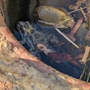 Limnodynastes tasmaniensis at Albury - 26 Jan 2023 06:35 PM