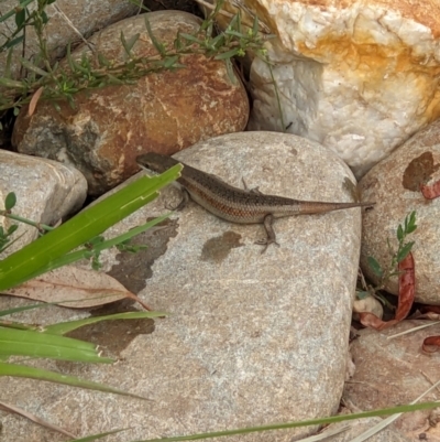 Carlia tetradactyla (Southern Rainbow Skink) at Thurgoona, NSW - 24 Jan 2023 by ChrisAllen