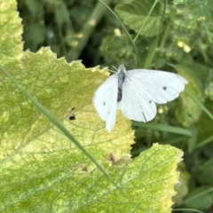 Pieris rapae (Cabbage White) at Holt, ACT - 29 Jan 2023 by JimL