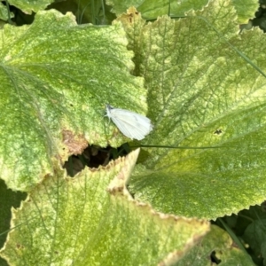 Pieris rapae at Holt, ACT - 29 Jan 2023