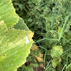 Pieris rapae at Holt, ACT - 29 Jan 2023