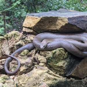 Pseudonaja textilis at Acton, ACT - 29 Jan 2023 11:47 AM