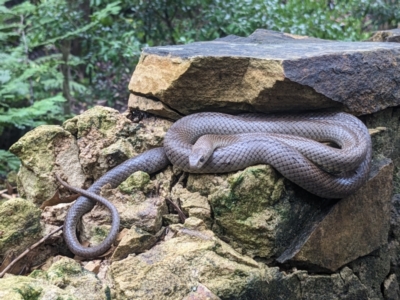 Pseudonaja textilis (Eastern Brown Snake) at - 29 Jan 2023 by MTranter